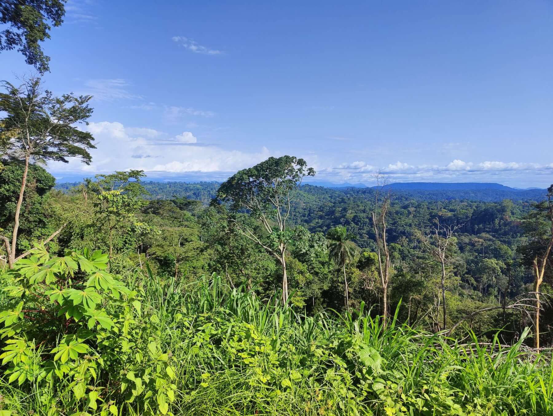 Tropical forest landscape in Cameroon, one of the world’s key timber-producing regions.